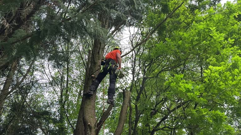 Trusted Perryville, MO  Tree Services Experts